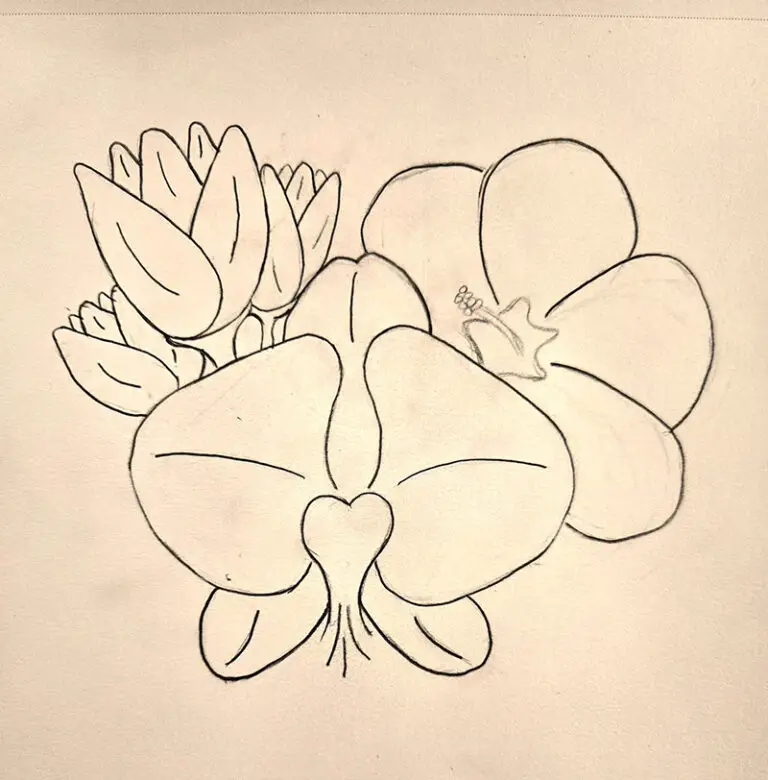 sketch of an orchid