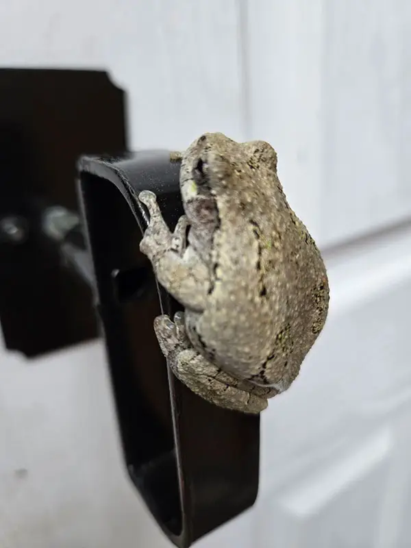 frog on a handle