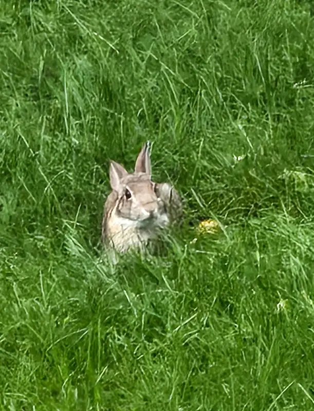 a bunny in grass