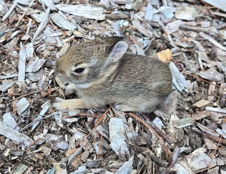 close up of a bunny