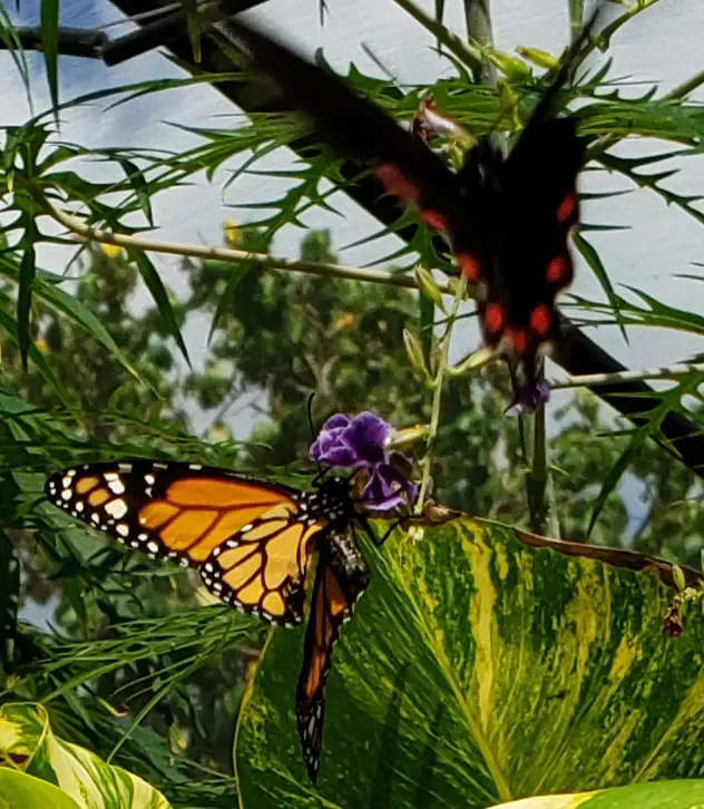 a butterfly on a purple flower