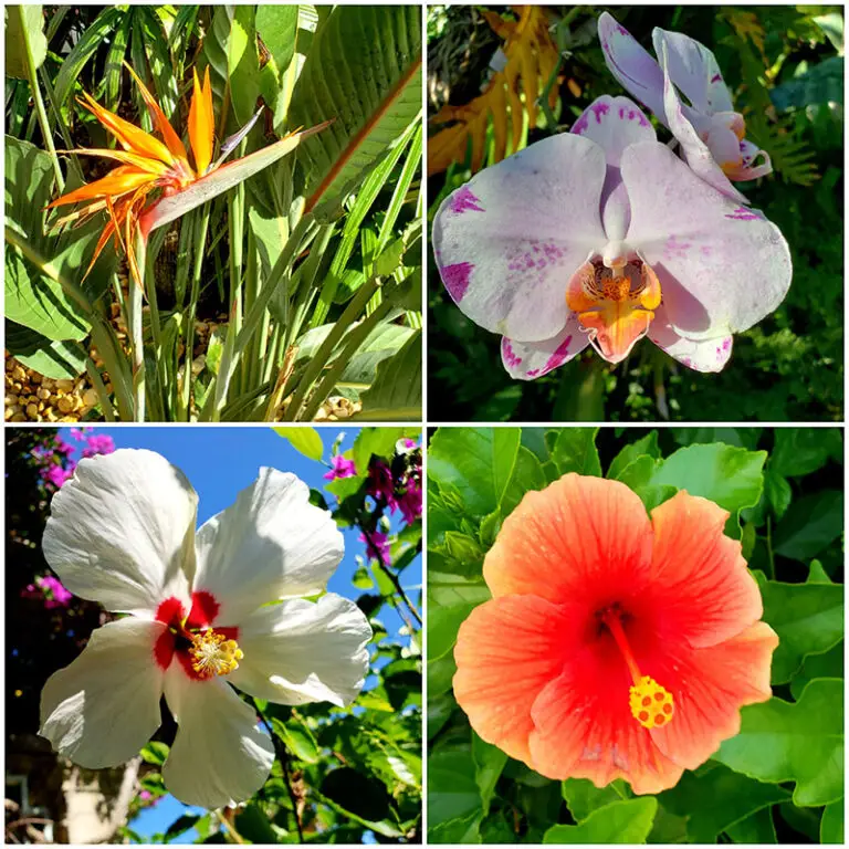 collage of four flowers