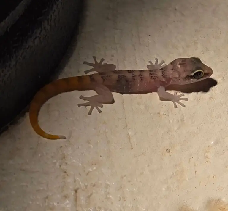 transparent looking lizard
