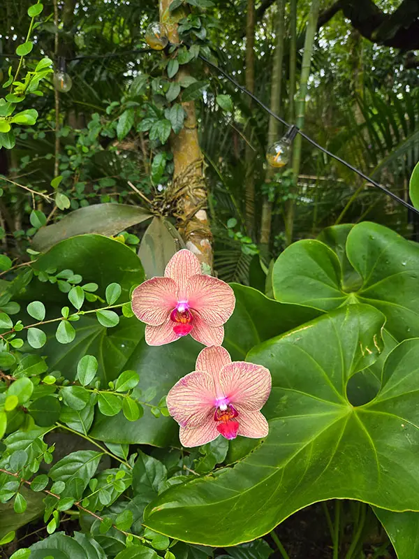 orange flowers with big green leaves