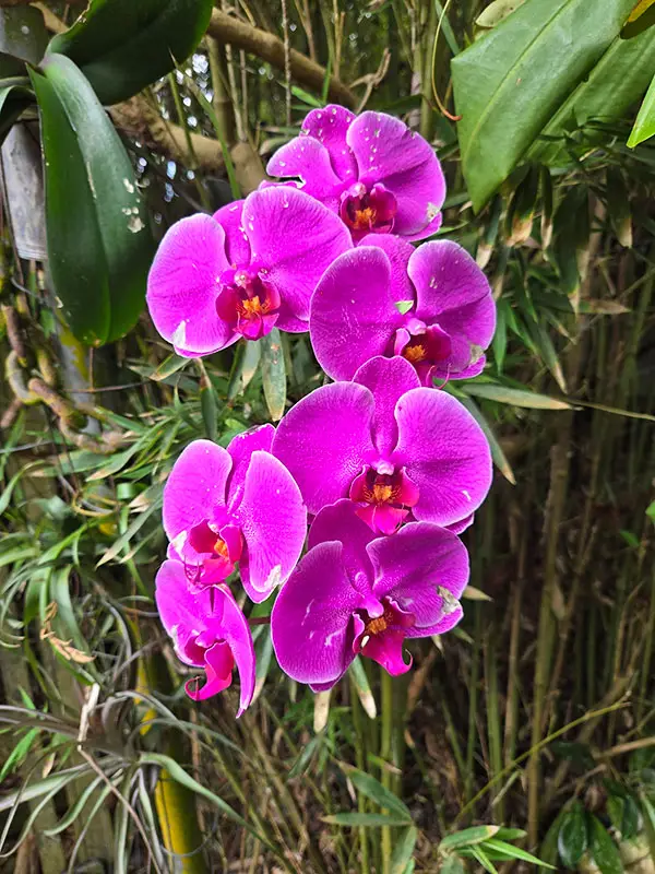 bright pink flowers
