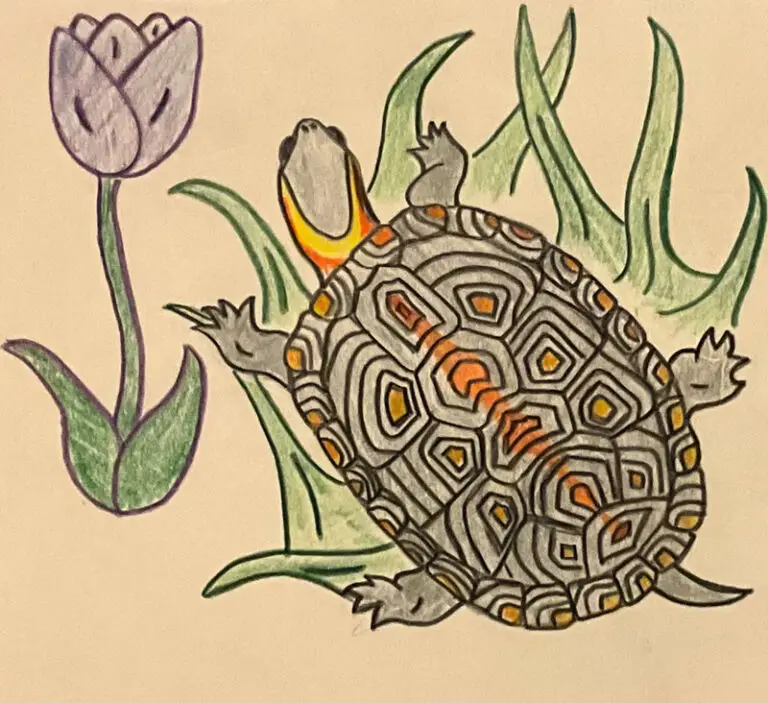 colored sketch of a turtle and purple flower
