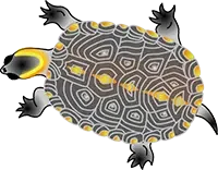 turtle illustration
