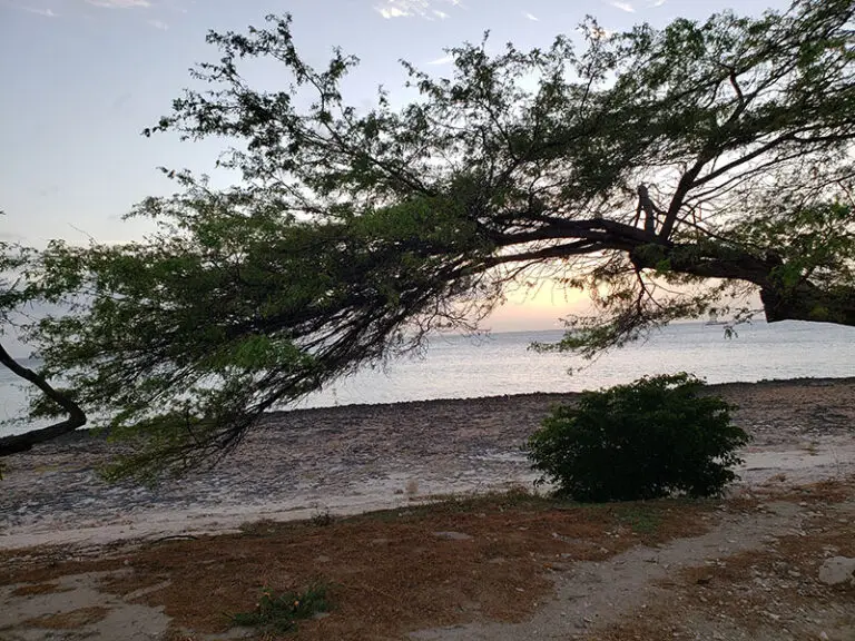 long hanging tree branch