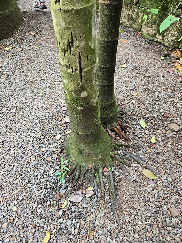 tree base with exposed roots