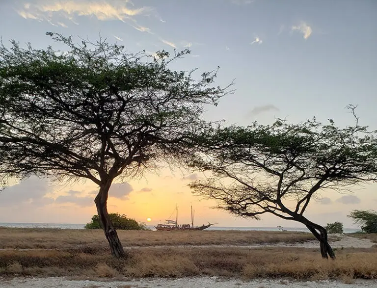 two trees with a ship in the background