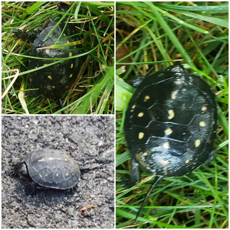collage of turtles