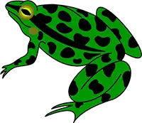 a frog